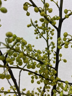 今年の節分は２月２日！！