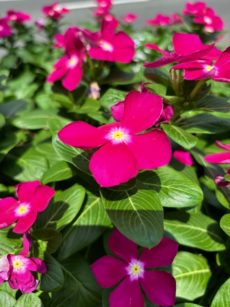 夏季休暇のお知らせ